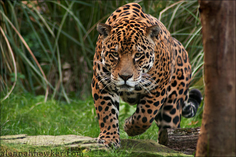 Jaguar