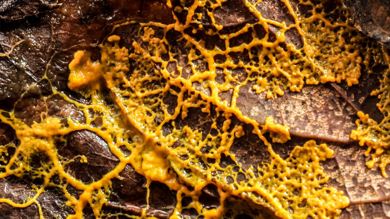 Slime Mold