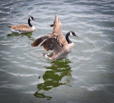 goose image