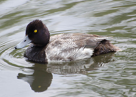 Lesser scaup image from Wikipedia, shared under CC BY-SA 3.0.