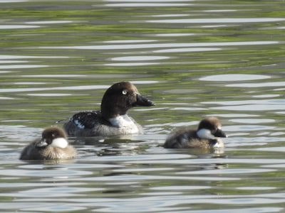 goose image