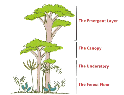 Image of Forest Layers