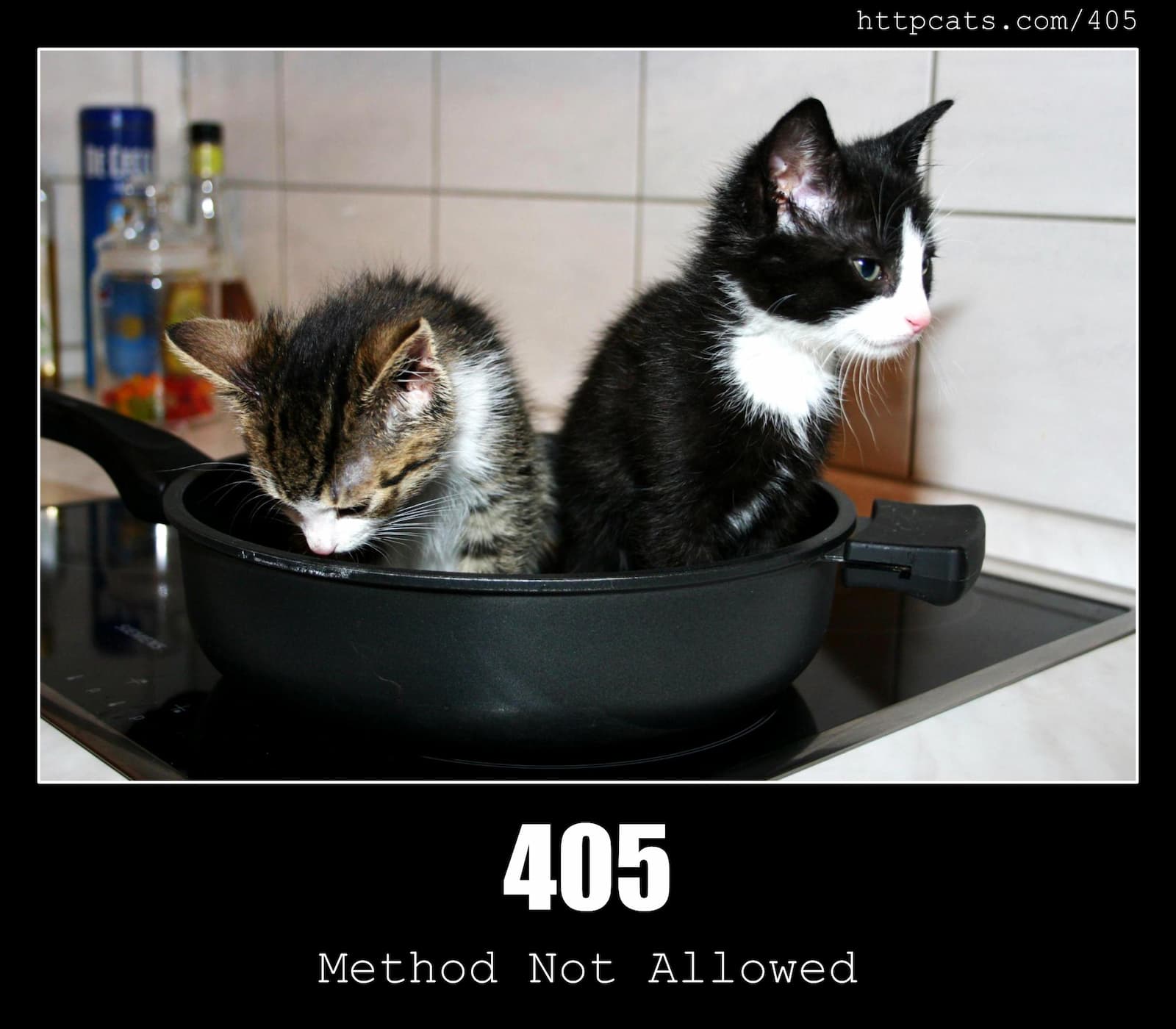 The HTTP 405 kittens from HTTP Cats