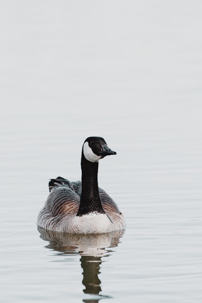 goose image