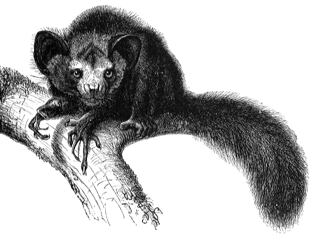 aye-aye