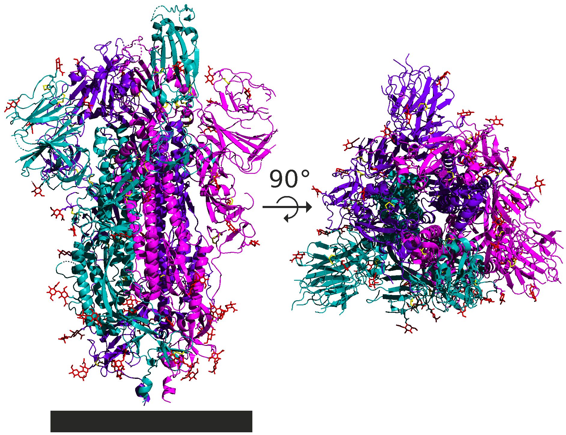 s-glycoprotein