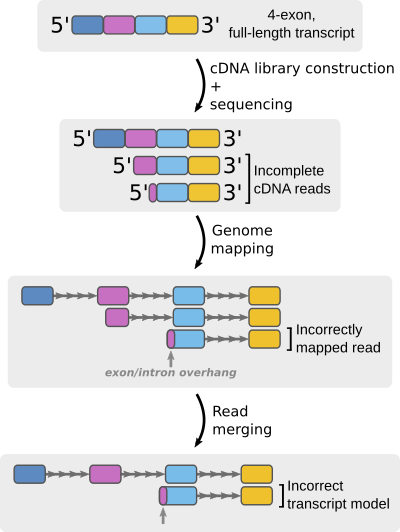 tmerge FalseExonOverhang sketch