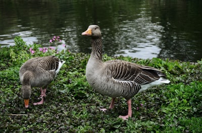 goose image