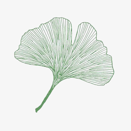 Drawing of a ginkgo leaf