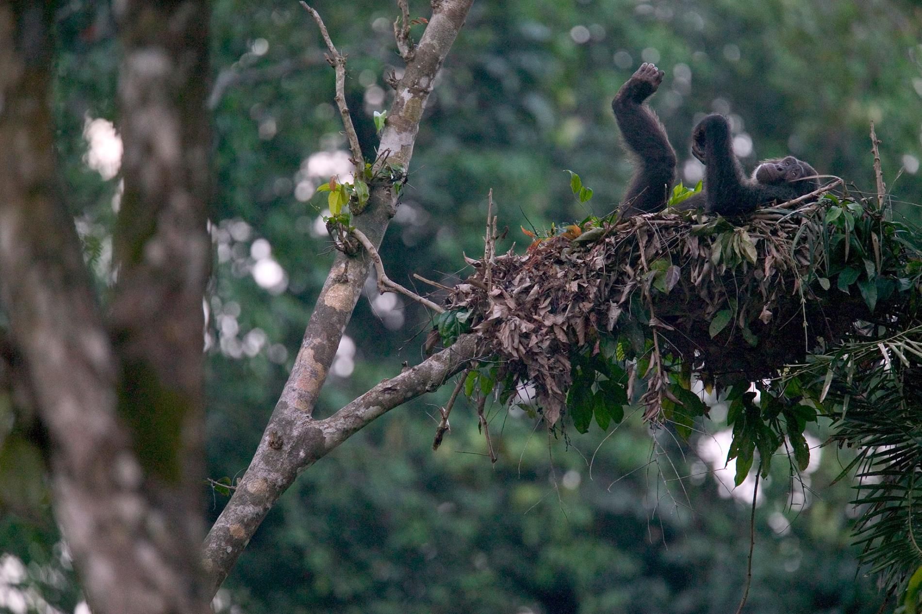 Chimpanzé no seu ninho na Nigéria. Foto: Cyril Russo, Minden Pictures / National Geographic, 2018  