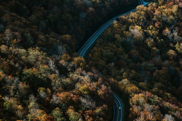 forest road