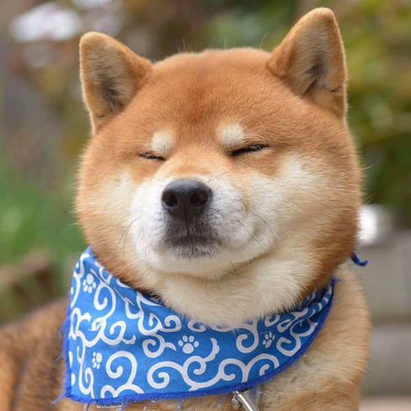 shiba