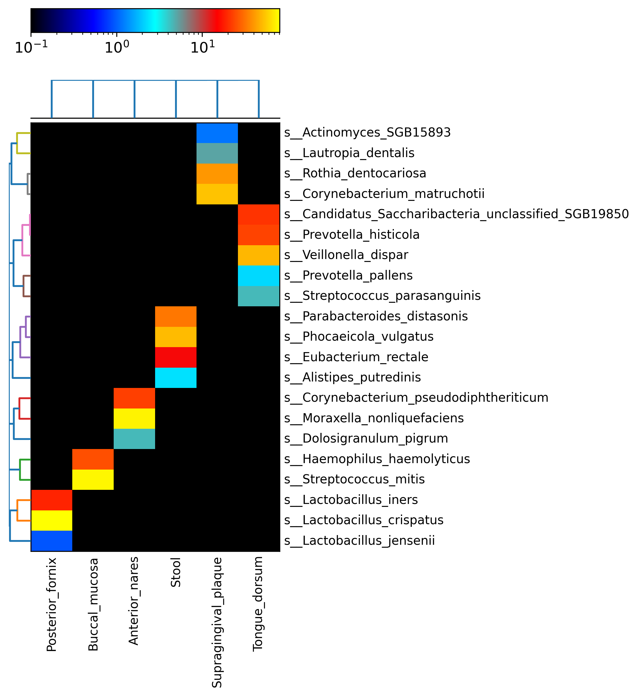 metaphlan4_abundance_heatmap_species.png