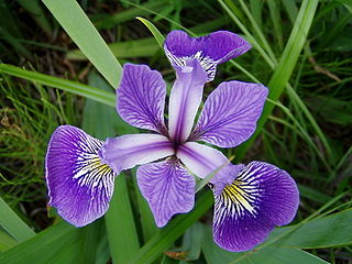 Iris versicolor