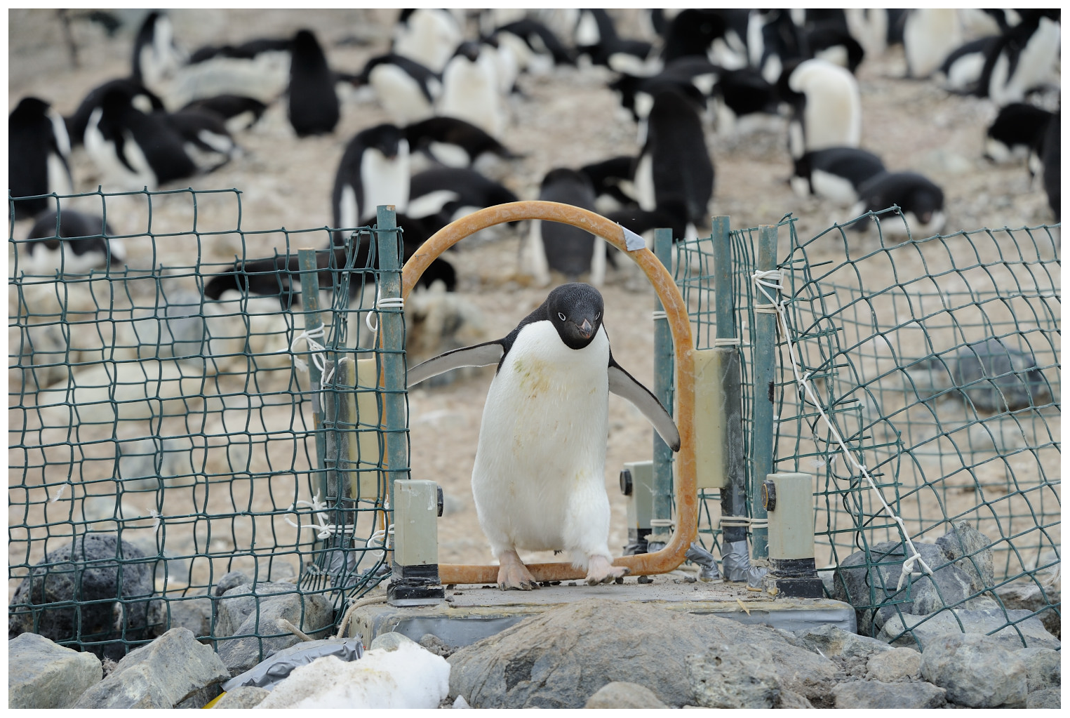 Penguin walking through data bridge