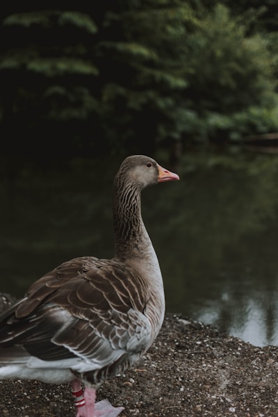 goose image