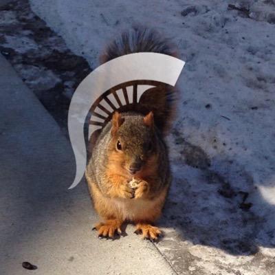 squirrel spartan