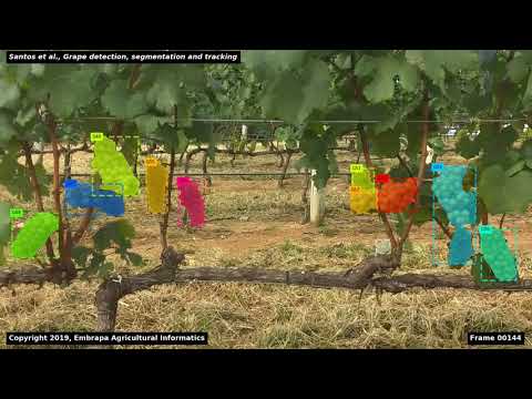 Grape detection, segmentation and tracking