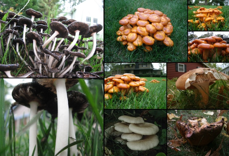 A collection of mushroom photos