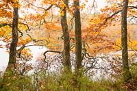 Oaks by Loch Drunkie in Autumn