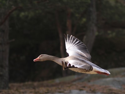 goose image