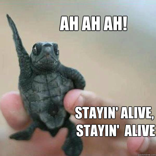 Image of turtle dancing to staying alive