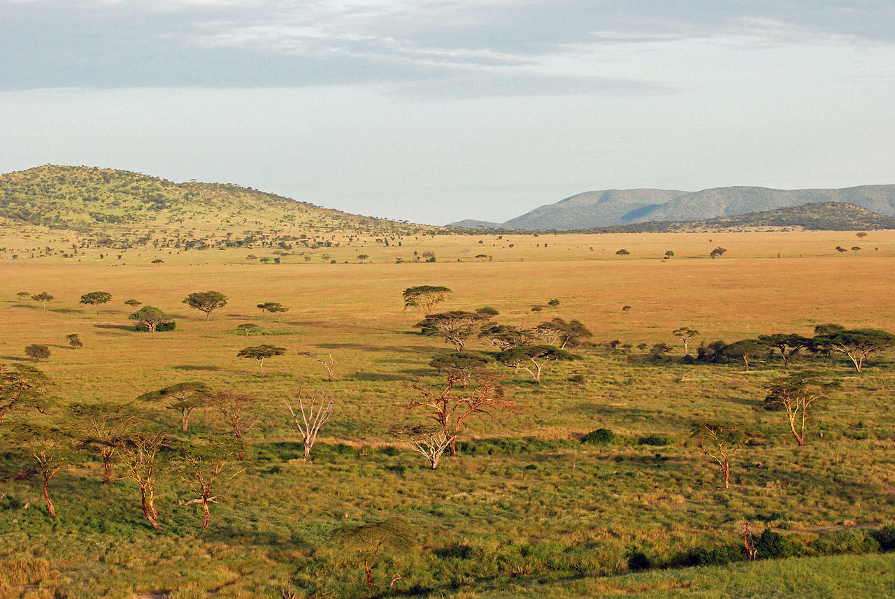 Vista da paisagem de savana no parque nacional do Serengeti, Tanzânia. Foto: Harvey Barrison, 2012