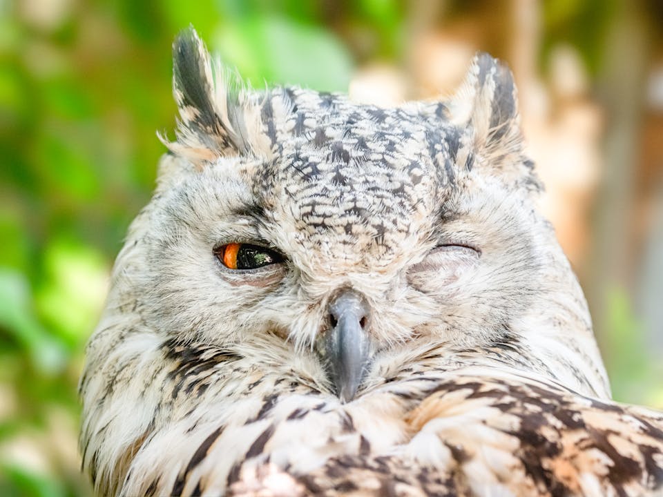 Winking Owl