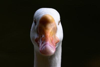 goose image