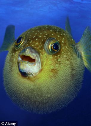 Puffer fish