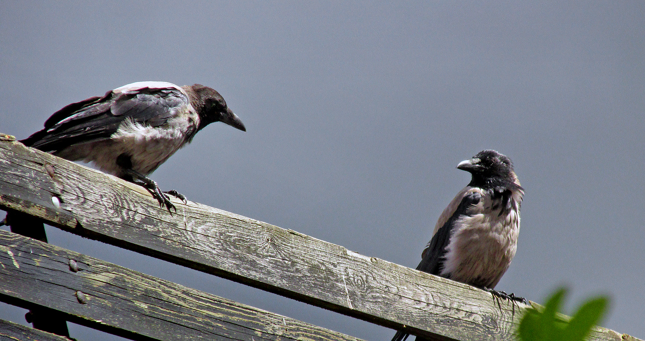 Hooded crows on fence