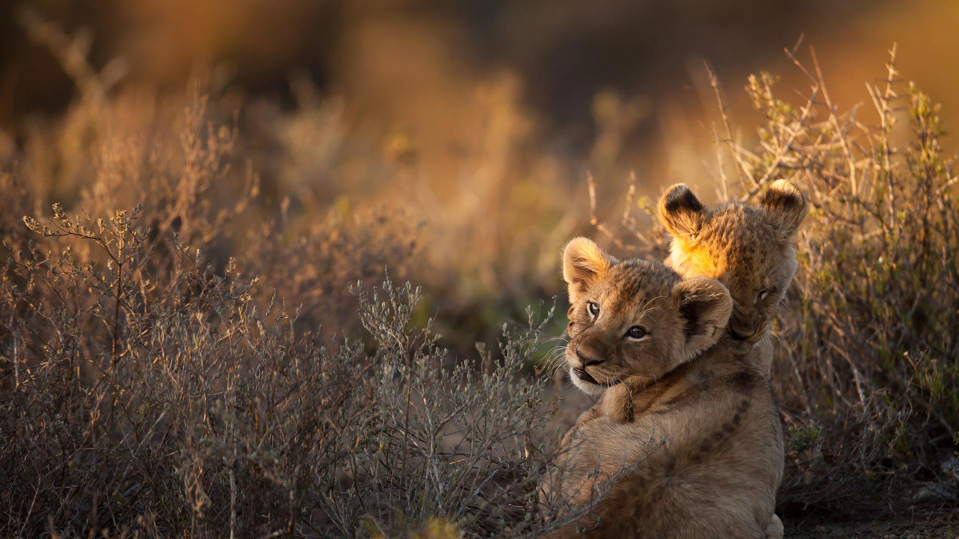 Sunrise on the savanna