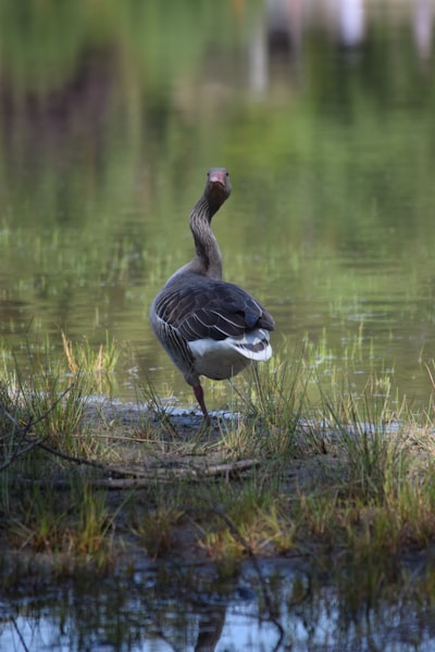 goose image