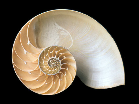 Nautilus Pompilius